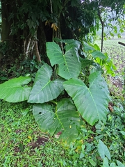 Xanthosoma robustum