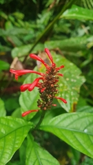 Odontonema