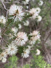 Melaleuca ericifolia