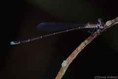 Nehalennia pallidula