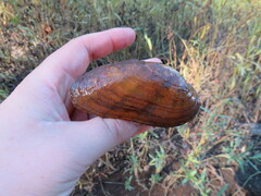 Ptychobranchus subtentus