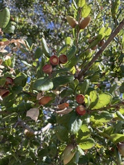 Quercus agrifolia