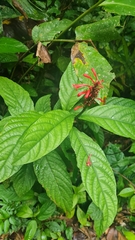 Odontonema