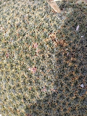 Bolax gummifera
