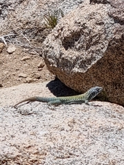 Liolaemus nigroviridis