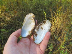 Ptychobranchus subtentus