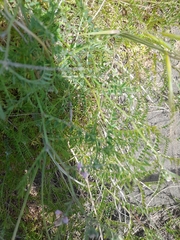 Vicia hirsuta