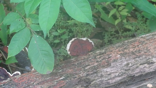 Earliella scabrosa
