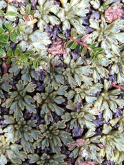 Bolax gummifera