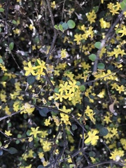 Corokia cotoneaster
