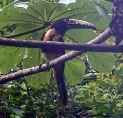 Pteroglossus torquatus