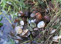 Lemiox rimosus