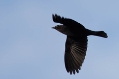Euphagus