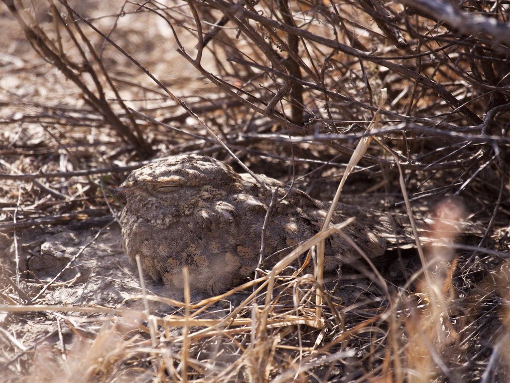 Sykes's Nightjar photo