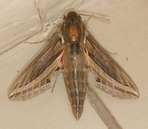 Vine Hawkmoth (Hippotion celerio)