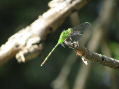 Erythemis vesiculosa