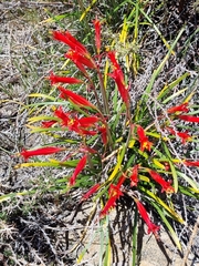 Phycella cyrtanthoides