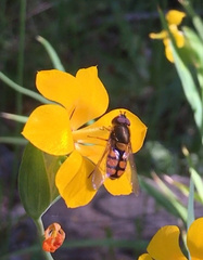Syrphus octomaculatus