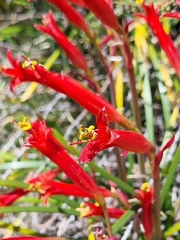 Phycella cyrtanthoides