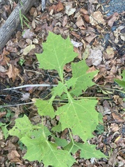 Smallanthus uvedalia