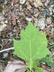 Smallanthus uvedalia