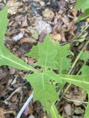 Smallanthus uvedalia