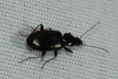 Agonum