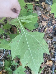 Smallanthus uvedalia