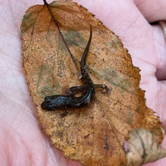 Desmognathus carolinensis