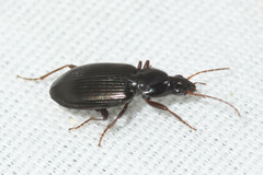 Agonum