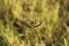 Dactyloctenium aegyptium