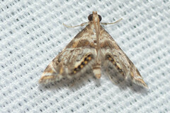 Petrophila fulicalis
