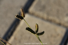 Dactyloctenium aegyptium