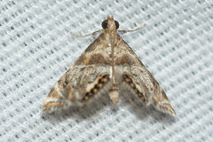 Petrophila fulicalis