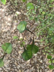 Coprosma spathulata