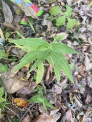Dichanthelium