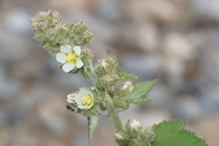 Kearnemalvastrum lacteum