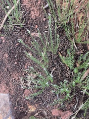 Hedeoma hyssopifolia