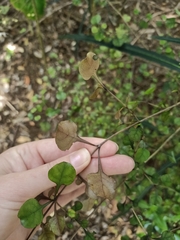 Coprosma spathulata