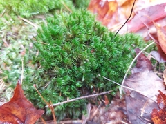 Media resource of Dicranum scoparium