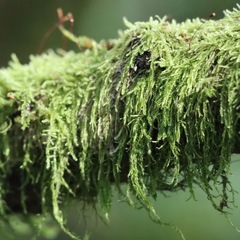 Hypnum cupressiforme filiforme