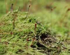 Hypnum cupressiforme filiforme