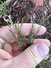 Hedeoma hyssopifolia
