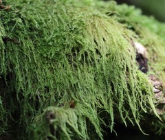 Hypnum cupressiforme filiforme