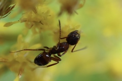 Camponotus subbarbatus