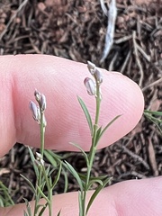 Hedeoma hyssopifolia