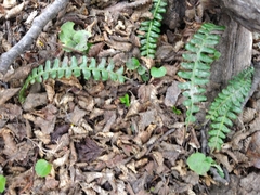 Blechnum penna-marina