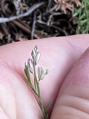 Hedeoma hyssopifolia