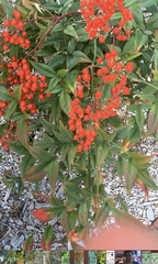 Nandina