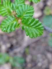 Nothofagus pumilio